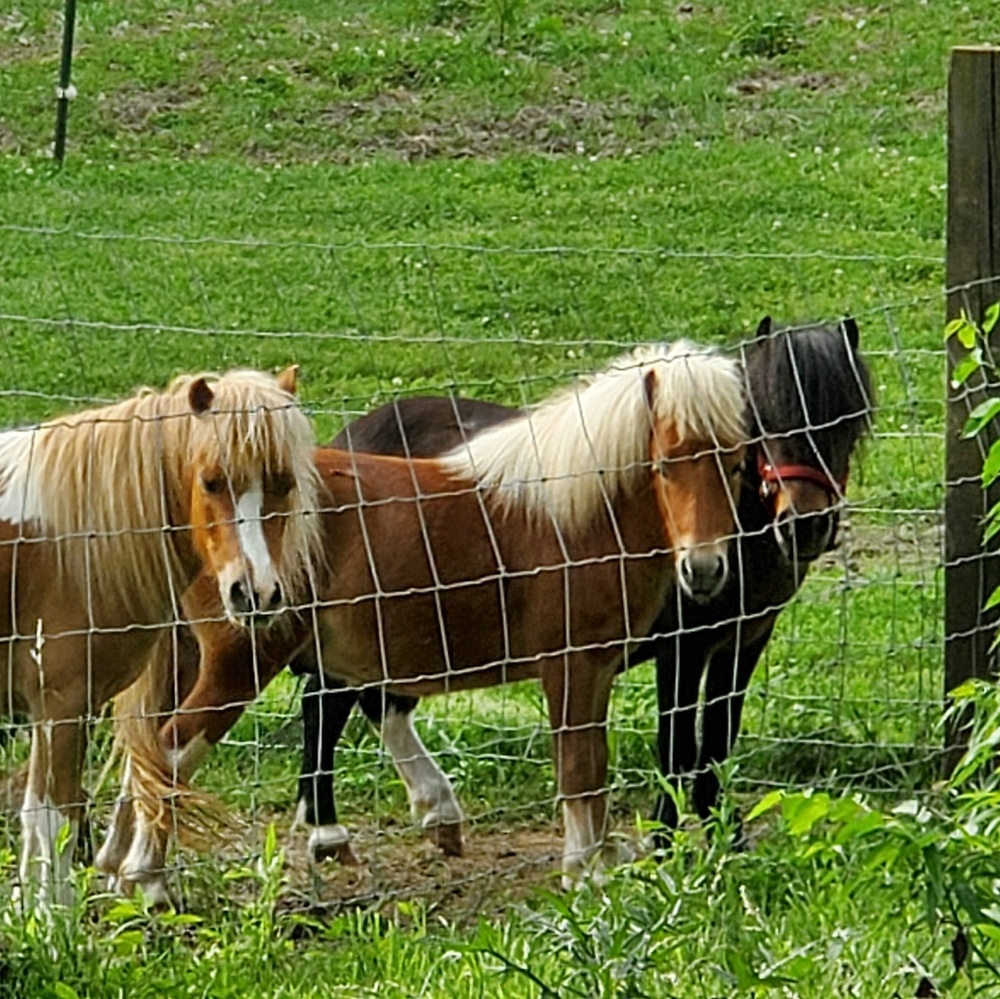 Meet your Posher, Janet